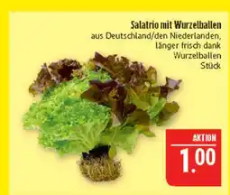 Marktkauf Salatrio mit wurzelballen Angebot