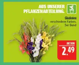 Marktkauf Gladiolen Angebot