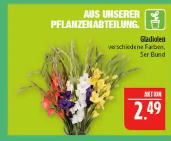 Marktkauf Gladiolen Angebot