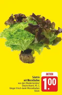 Edeka Salatrio mit wurzelballen Angebot