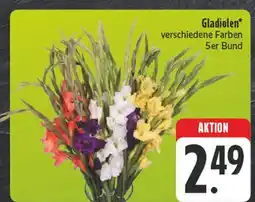 Edeka Gladiolen Angebot