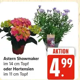 Marktkauf Astern showmaker oder hortensien Angebot