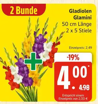 Marktkauf Gladiolen glamini Angebot