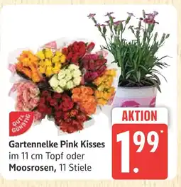 Marktkauf Gartennelke pink kisses Angebot