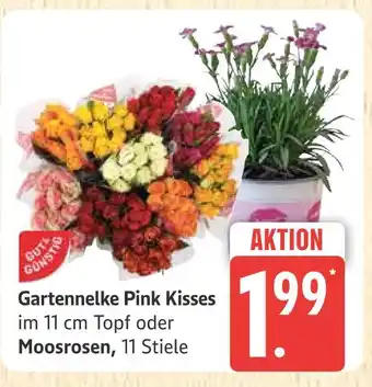 Marktkauf Gartennelke pink kisses Angebot