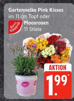 Edeka Gartennelke pink kisses oder moosrosen Angebot
