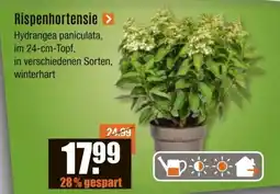 V Baumarkt Rispenhortensie Angebot