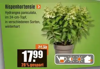 V Baumarkt Rispenhortensie Angebot