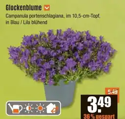 V Baumarkt Glockenblume Angebot