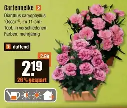 V Baumarkt Gartennelke Angebot