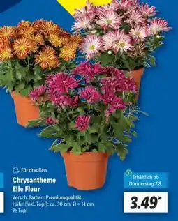Lidl Chrysantheme Elle Fleur Angebot