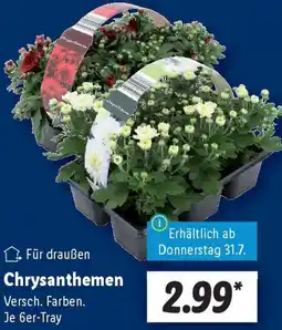 Lidl Chrysanthemen Angebot