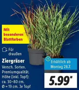 Lidl Ziergräser Angebot