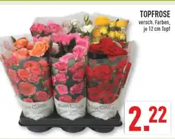 Marktkauf Topfrose Angebot