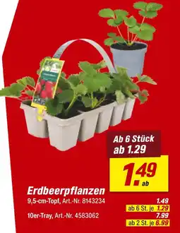 toom Baumarkt Erdbeerpflanzen Angebot