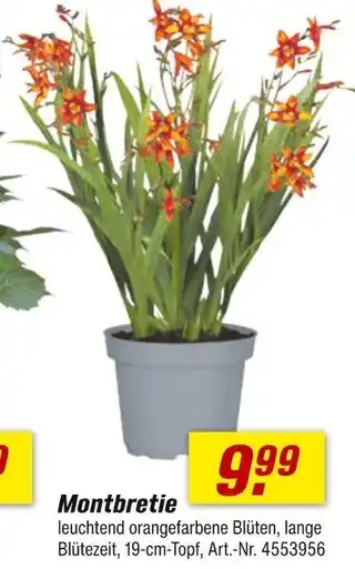 toom Baumarkt Montbretie Angebot