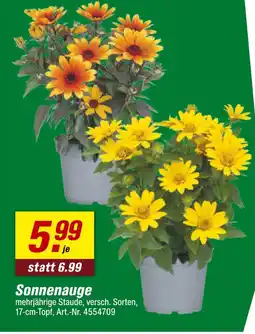 toom Baumarkt Sonnenauge Angebot
