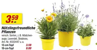 toom Baumarkt Nützlingsfreundliche pflanzen Angebot