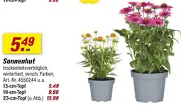 toom Baumarkt Sonnenhut Angebot