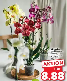 Kaufland Orchidee Angebot
