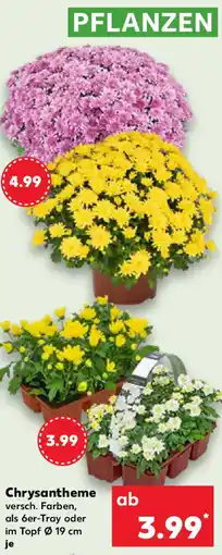 Kaufland Chrysantheme Angebot