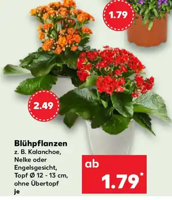 Kaufland Blühpflanzen Angebot