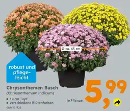 Globus Baumarkt Chrysanthemen Busch Angebot
