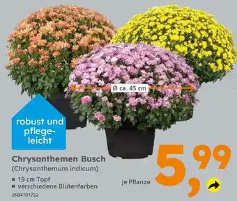 Globus Baumarkt Chrysanthemen Busch Angebot