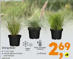 Globus Baumarkt Ziergräser Angebot