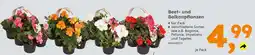 Globus Baumarkt Beet- und Balkonpflanzen Angebot