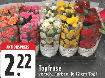 Edeka Topfrose Angebot