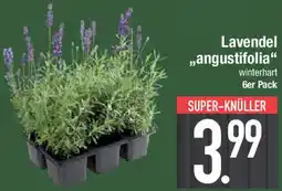 E-Center Lavendel „angustifolia" Angebot