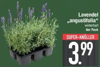 E-Center Lavendel „angustifolia" Angebot