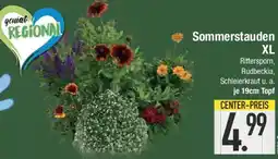 E-Center Sommerstauden XL Angebot