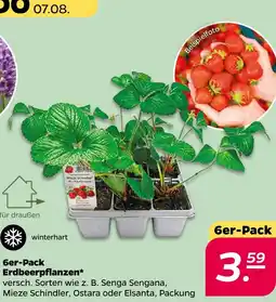 NETTO Erdbeerpflanzen Angebot
