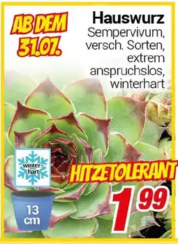 CENTERSHOP Hauswurz Angebot