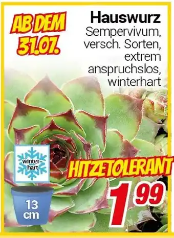 CENTERSHOP Hauswurz Angebot