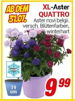 CENTERSHOP XL-Aster QUATTRO Angebot