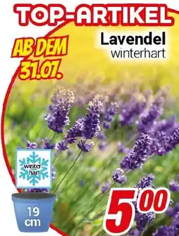CENTERSHOP Lavendel Angebot