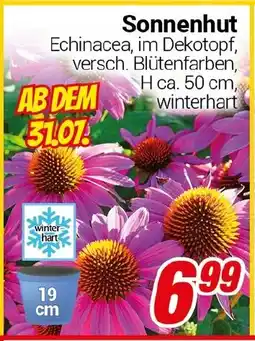 CENTERSHOP Sonnenhut Angebot