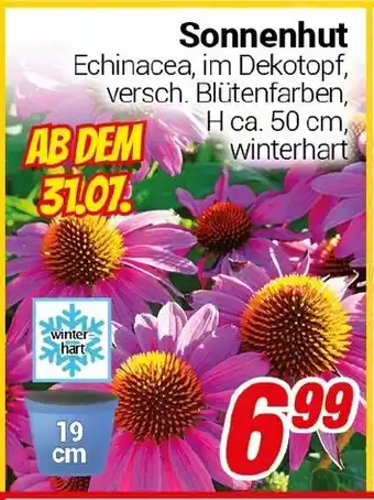 CENTERSHOP Sonnenhut Angebot