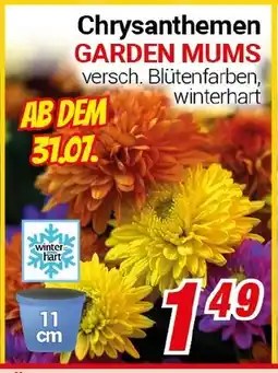 CENTERSHOP Chrysanthemen GARDEN MUMS Angebot
