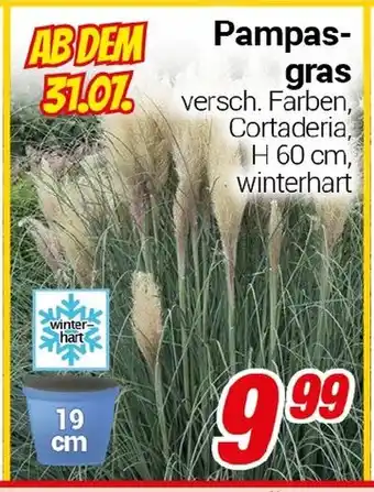 CENTERSHOP Pampasgras Angebot