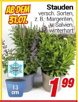 CENTERSHOP Stauden Angebot
