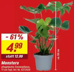 toom Baumarkt Monstera Angebot
