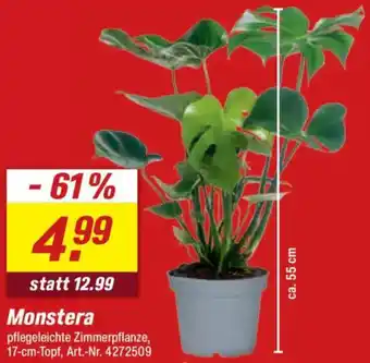 toom Baumarkt Monstera Angebot