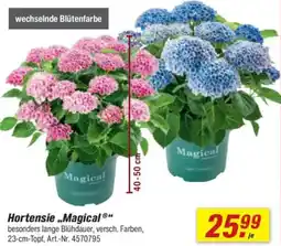 toom Baumarkt Hortensie „Magical" Angebot