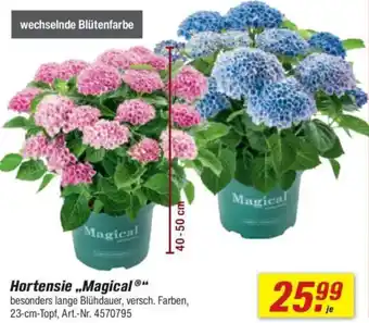 toom Baumarkt Hortensie „Magical" Angebot