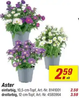 toom Baumarkt Aster Angebot