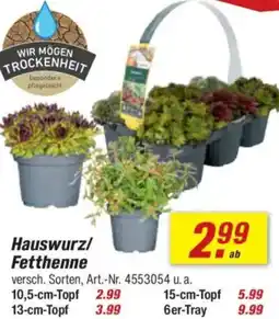toom Baumarkt Hauswurz/ Fetthenne Angebot
